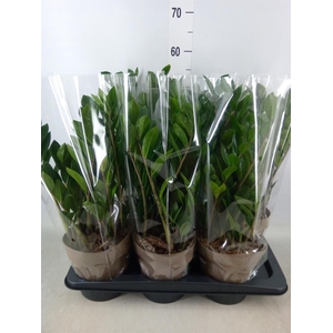 Zamioculcas zamiifolia