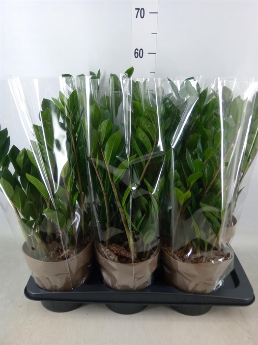 <h4>Zamioculcas zamiifolia</h4>