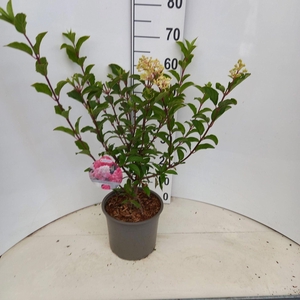 Hydrangea paniculata Vanille-Frais