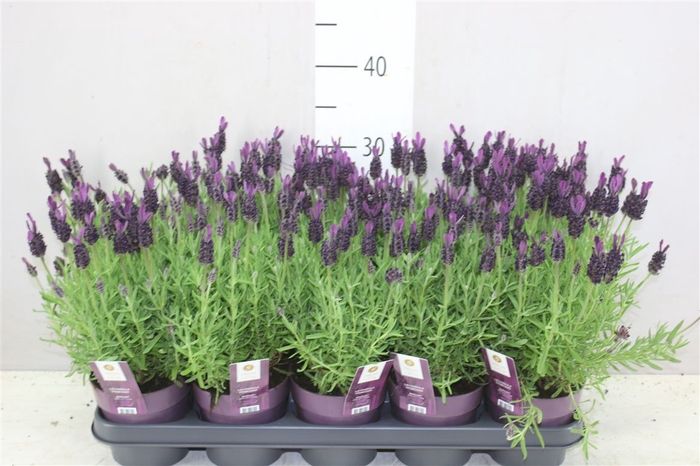 <h4>Lavandula Stoechas Anouk</h4>