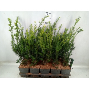 Taxus media 'Groenland'