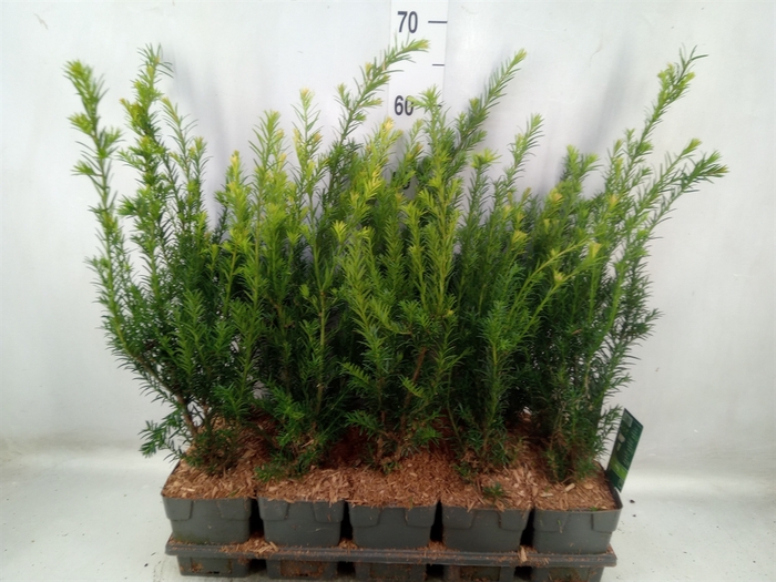 <h4>Taxus media 'Groenland'</h4>