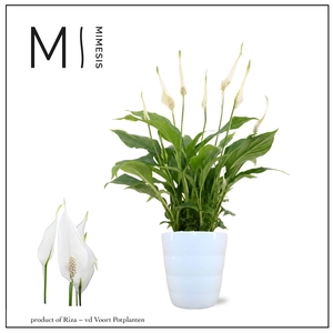 Spathiphyllum Chopin - 9cm in Laura Mimesis