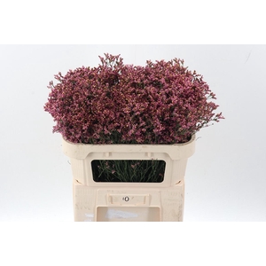 Lim Sin Sen Pin Beau