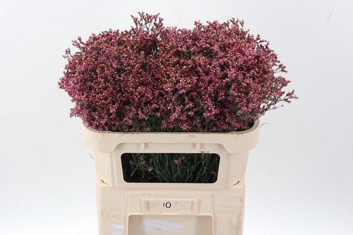 <h4>Lim Sin Sen Pin Beau</h4>