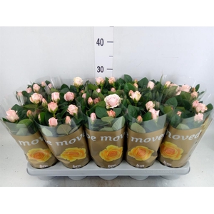 Rosa  'Light Pink Beau Monde'