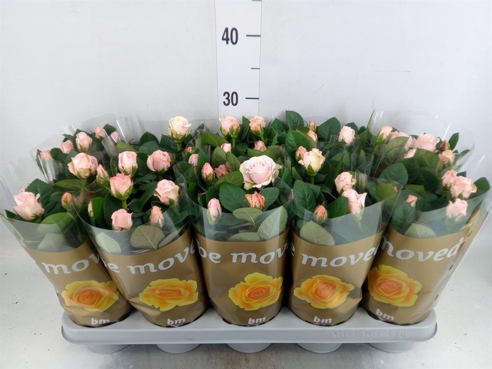 <h4>Rosa  'Light Pink Beau Monde'</h4>