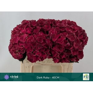 HYDR M MAG DARK RUBY