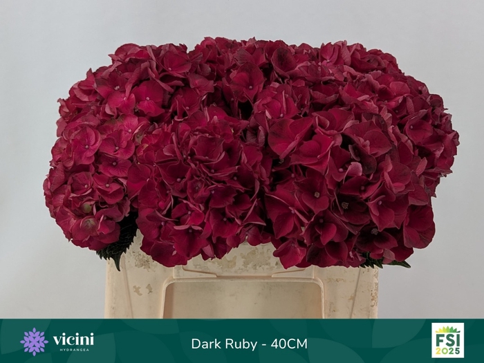 <h4>HYDR M MAG DARK RUBY</h4>
