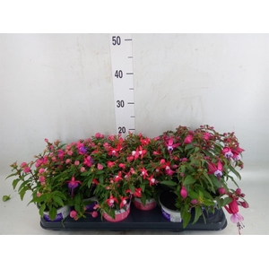 Fuchsia  'Bella Fuchsia'  ..mix