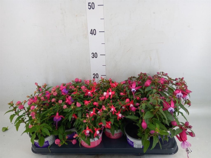 <h4>Fuchsia  'Bella Fuchsia'  ..mix</h4>