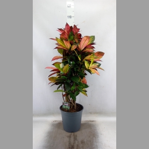 Codiaeum var. KL 'Mrs Iceton'