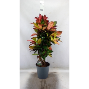 Codiaeum var. KL 'Mrs Iceton'