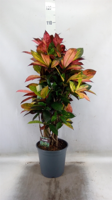 <h4>Codiaeum var. KL 'Mrs Iceton'</h4>