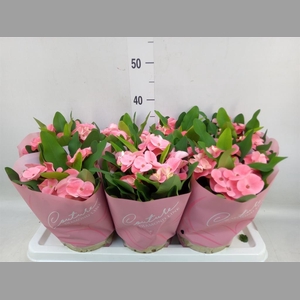 Euphorbia milii 'Charlotte'