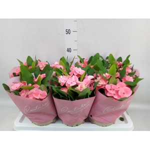 Euphorbia milii 'Charlotte'