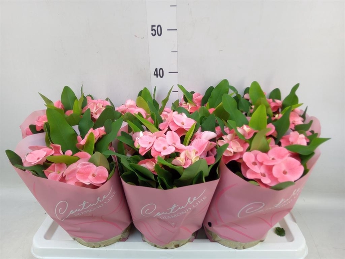 <h4>Euphorbia milii 'Charlotte'</h4>