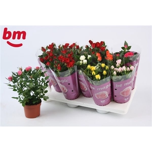 Rosa Beau Monde gemengd met 50% rood 10,5 cm