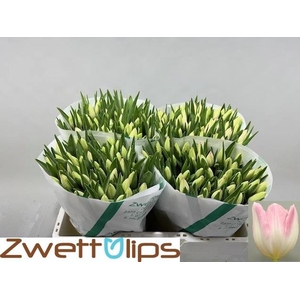 Tulipa si first class