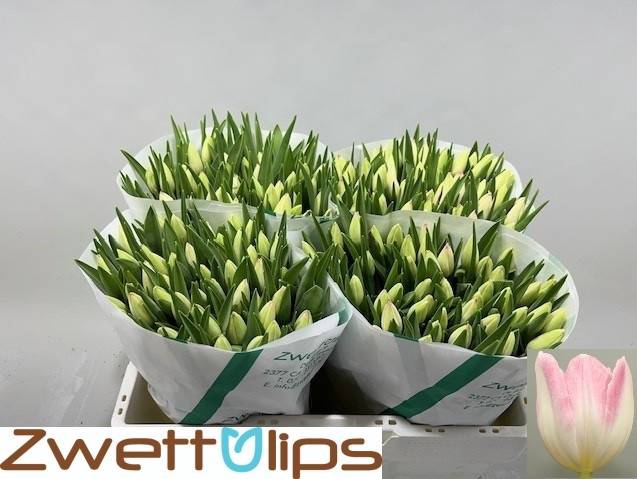 <h4>Tulipa si first class</h4>
