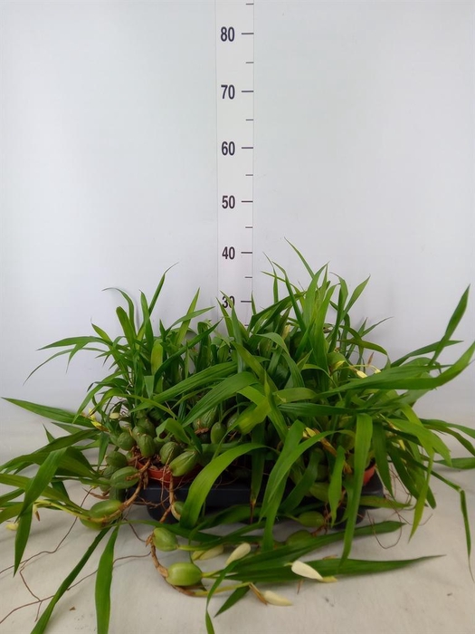 <h4>Orchideeen   ...</h4>