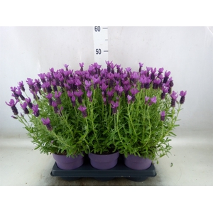 Lavandula stoec. 'Anouk'