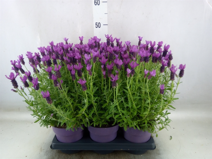 <h4>Lavandula stoec. 'Anouk'</h4>