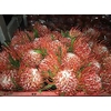 Leucospermum Tinted