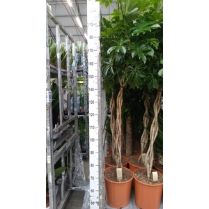 Schefflera arbor. 'Compacta'