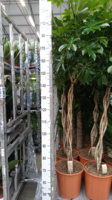 <h4>Schefflera arbor. 'Compacta'</h4>