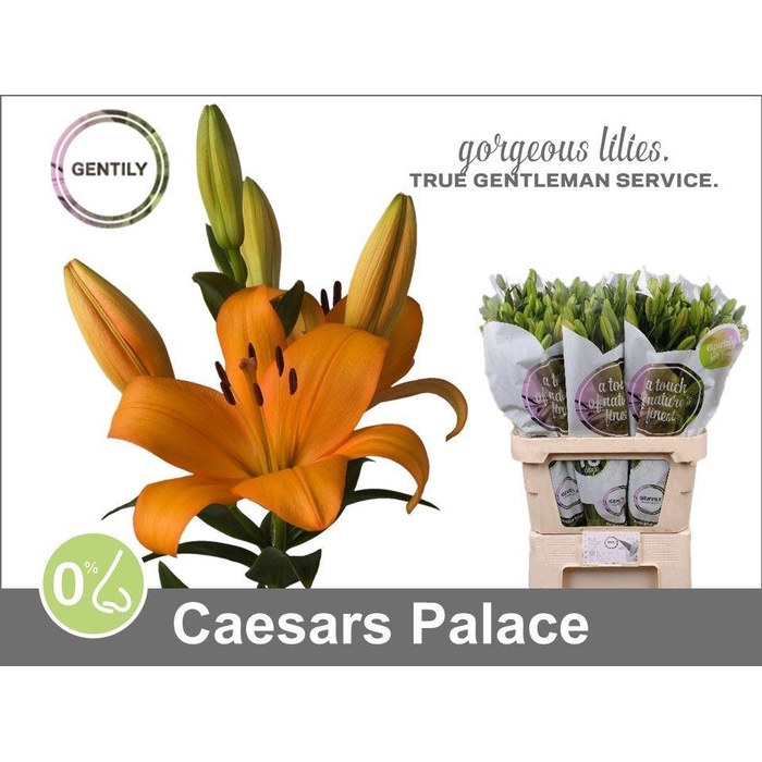 <h4>Li La Caesars Palace</h4>
