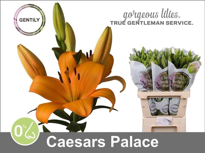 <h4>Li La Caesars Palace</h4>