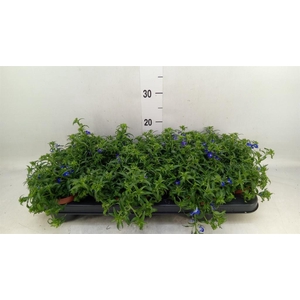 Lobelia erin. 'Richardii'