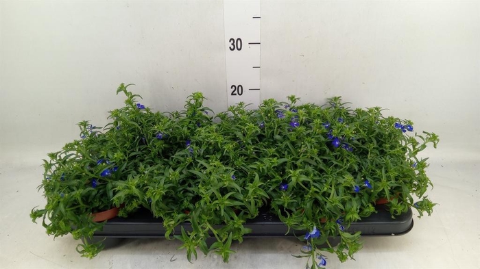 <h4>Lobelia erin. 'Richardii'</h4>