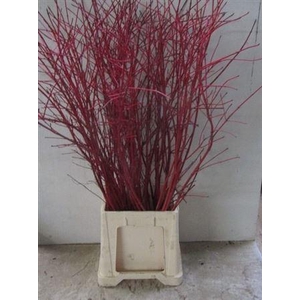 Cornus Alba Sibirica Vertakt