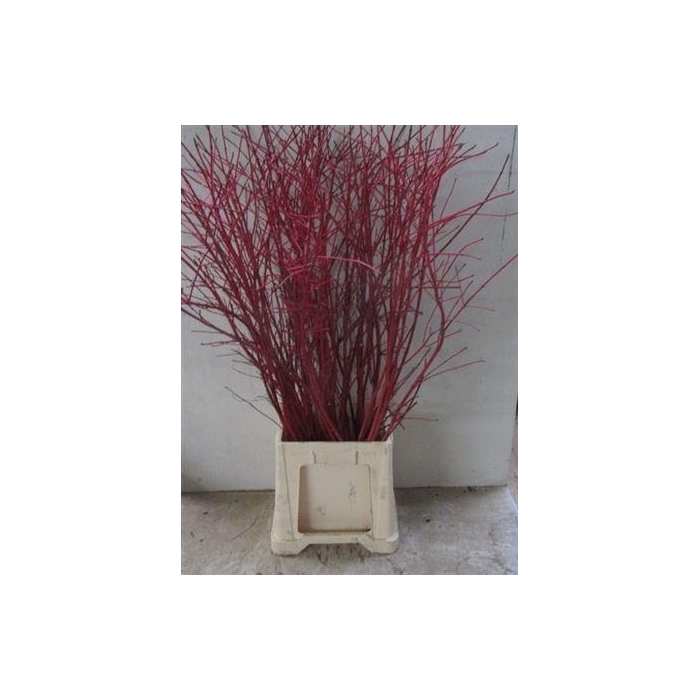 <h4>Cornus Alba Sibirica Vertakt</h4>