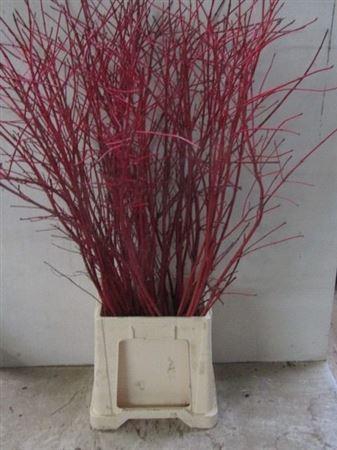 Cornus Alba Sibirica Vertakt