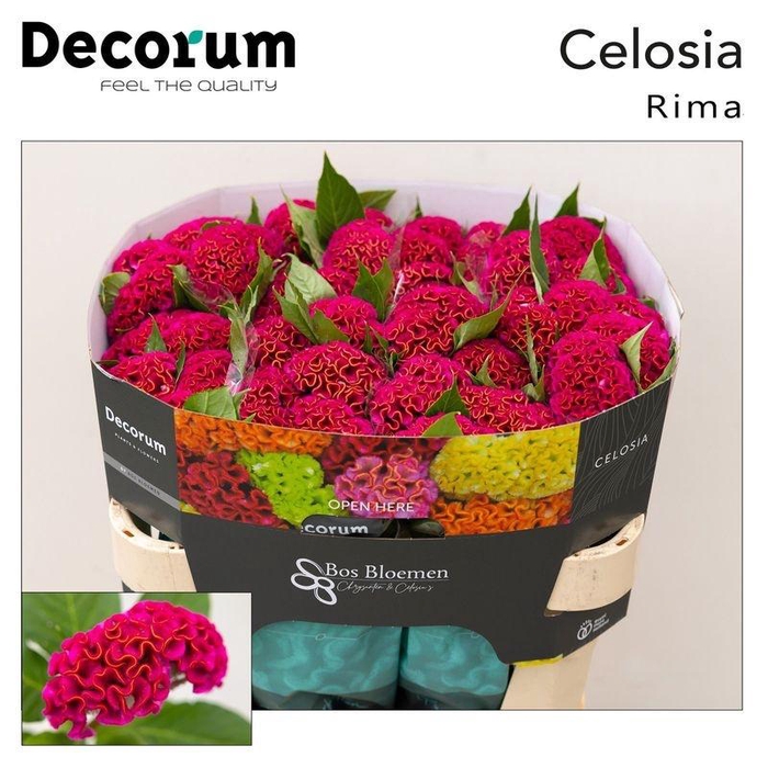 <h4>CEL C ACT RIMA</h4>