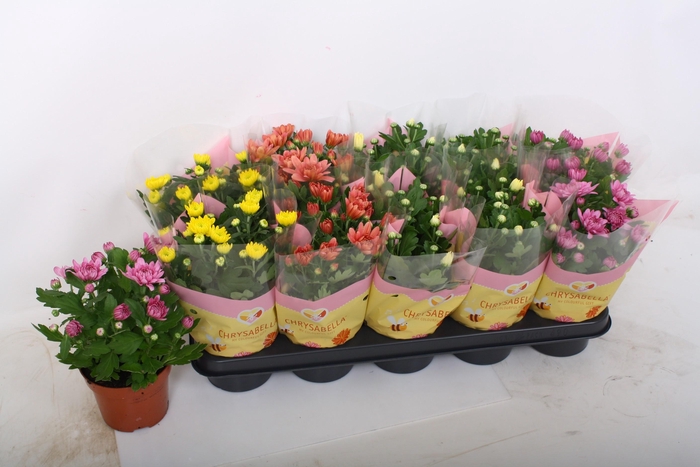 <h4>CHRYS GEM 4 KL</h4>