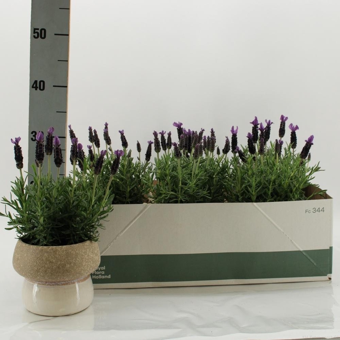 <h4>ARR TUINPLANTEN</h4>