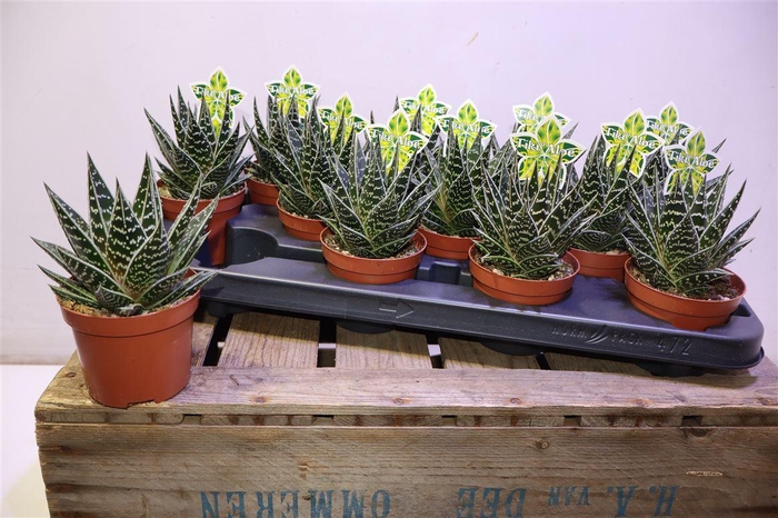 <h4>arr8 Aloe Tiki Tahi</h4>