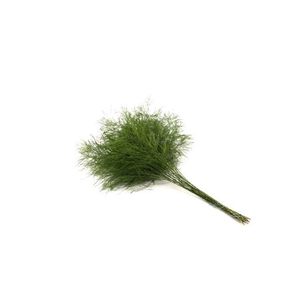 Asparagus per bos virgatus