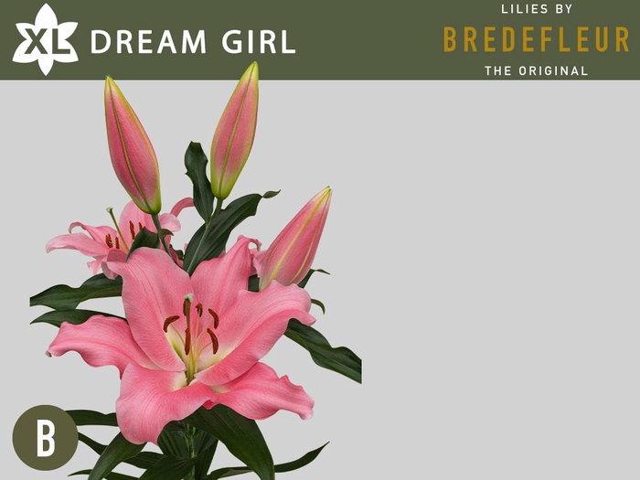 <h4>LI OT DREAMGIRL 4+</h4>