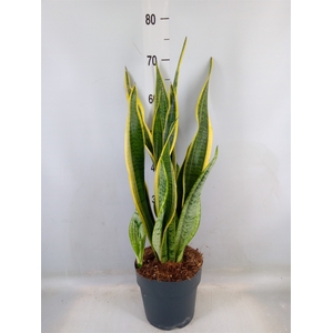 Sansevieria trifa. 'Laurentii'