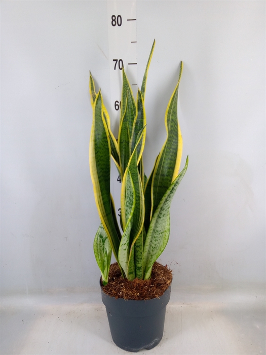 <h4>Sansevieria trifa. 'Laurentii'</h4>