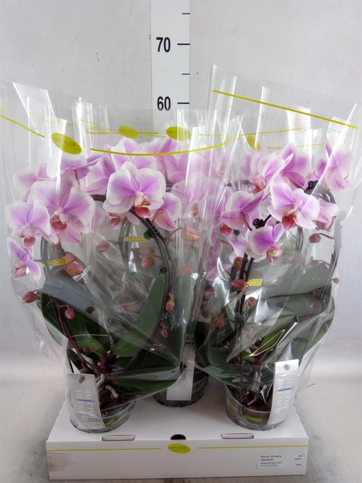 <h4>Phalaenopsis   ...</h4>