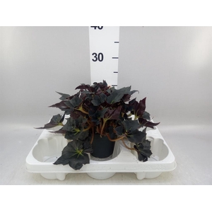 Begonia BD   ...