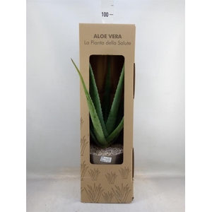 Aloe vera