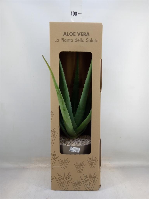 <h4>Aloe vera</h4>