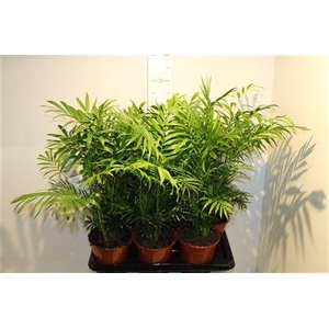 ** Chamaed Elegans 20pp * Spring Deal 8